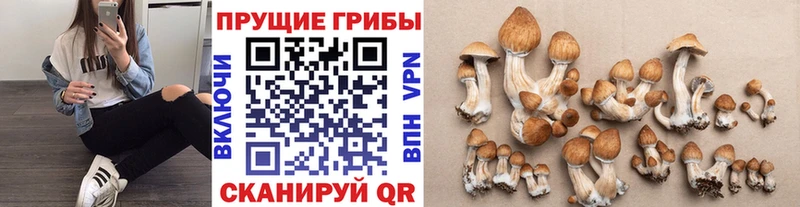 Псилоцибиновые грибы Cubensis  Кемерово 